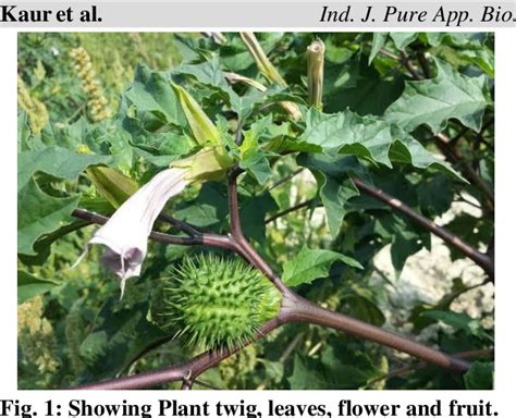 Figure 1 From Phytochemistry And Pharmacological Properties Of Datura