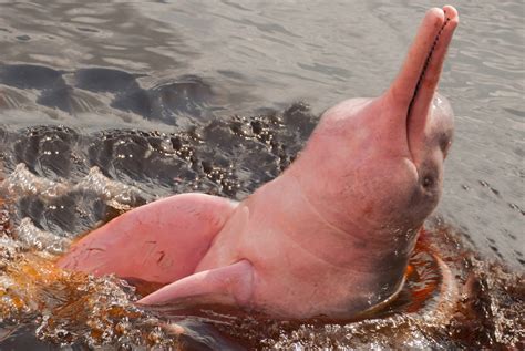 Pink Dolphin Of The Amazon River