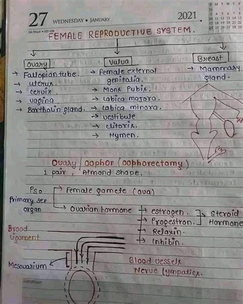 Female Reproductive System Hand Written Notes For Biology NEET JEE