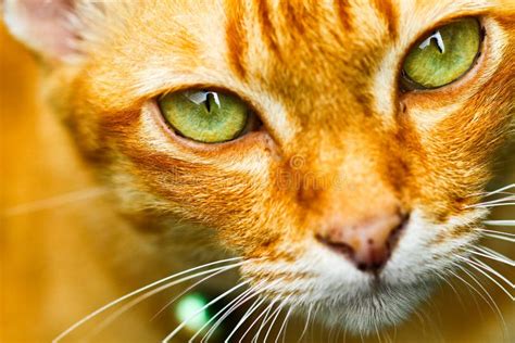 Close Up View Of Green Cat Eye Beautiful Cat Portrait European Cat
