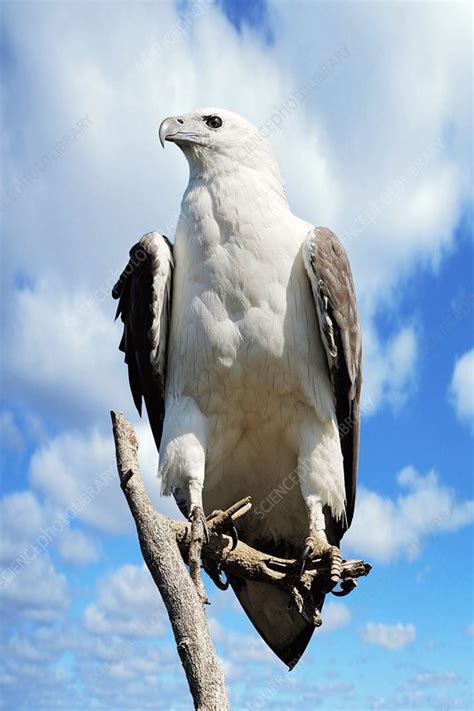 White Bellied Sea Eagle Stock Image C018 2529 Science Photo Library