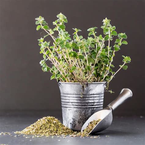 Premium Photo Oregano Or Marjoram Leaves Isolated On White Background