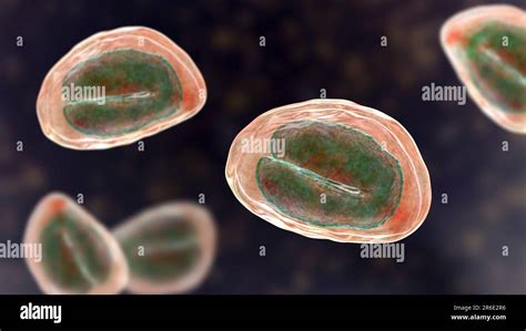 Threadworm Enterobius Vermicularis Eggs Containing Worm Larvae