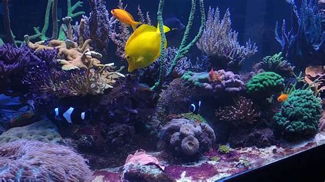 Aquarium Recifal Litres Youtube