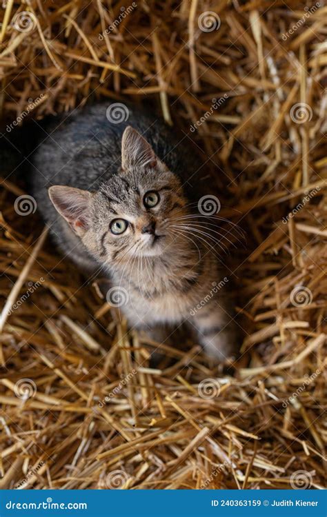 Gato Do Mato Castanho Sentado Na Palha Imagem De Stock Imagem De