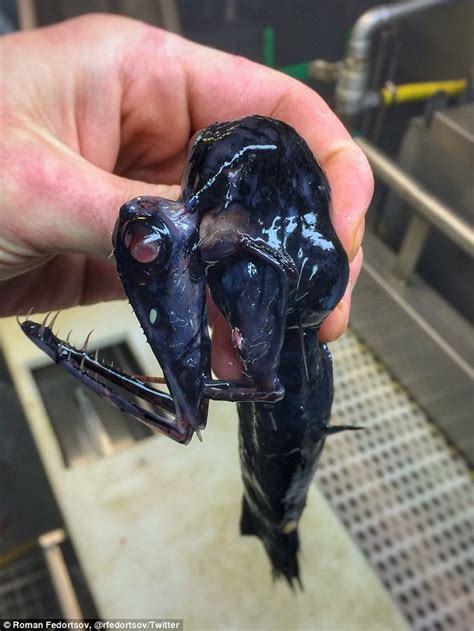 Russian Fisherman Posts Mysterious Deep Sea Creatures Photos And They ...