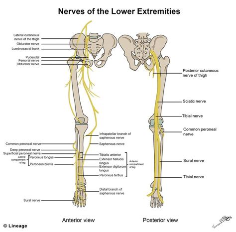 Image result for major nerves of the lower limb anterior view | Lower limb muscles, Lower ...