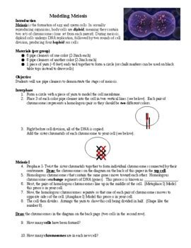 Modeling Meiosis Biology Lab Activity By Biology Store TpT