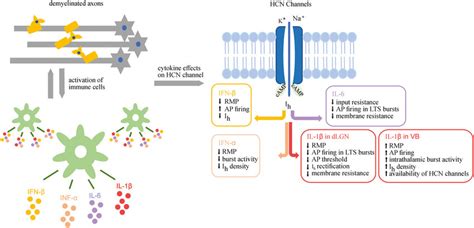 Cytokine Effects On Hcn Channels Demyelinated Axons And Activation Of