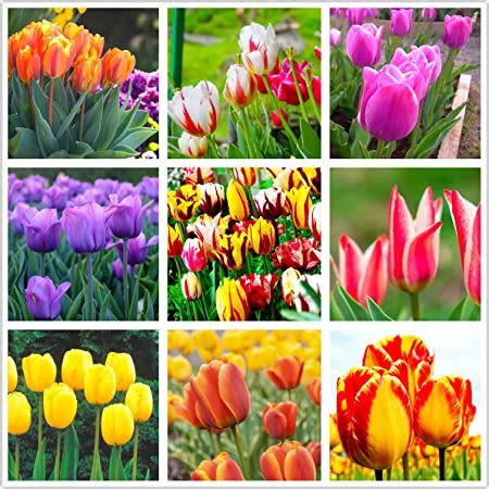 Amazon Tulip Bulbs For Fall Planting Mixed Perennial Flower