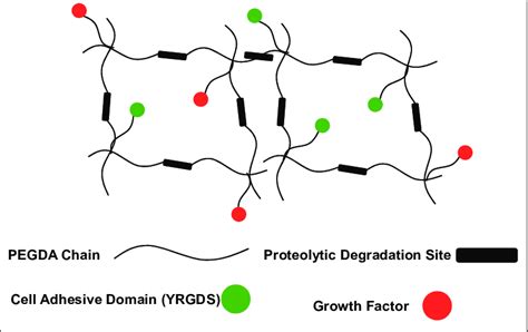 Schematic Of Ecm Signals Immobilized In Crosslinked Peg Hydrogel