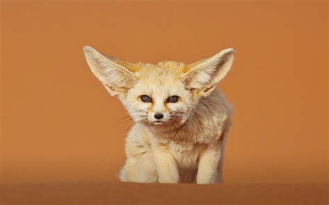 Zorro Del Desierto Merzouga Marruecos Bing Fennec Fox Zorro Fennec