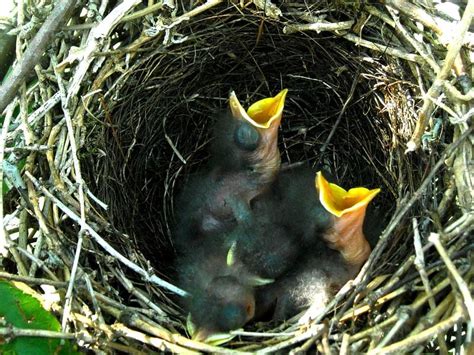 Baby Birds Soon After Hatching | Smithsonian Photo Contest ...