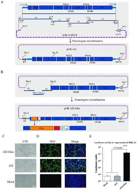 Construction And Recovery Of Gluc Tagged Gi Jev Ab Strategy For The Download Scientific