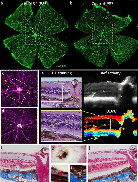 Histologic Analysis Of Cross Sectional And Whole Mount Preparations Download Scientific