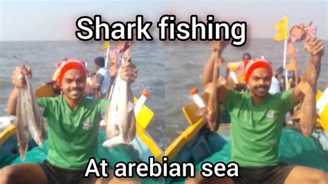 Sharkfishing मुशी मासेमारी खोल समुद्रात जाळीच्या साह्याने पकडले