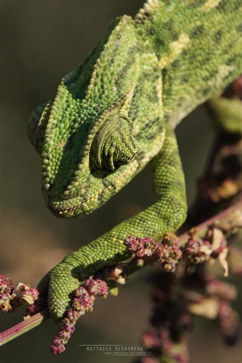 Mediterranean Chameleon Chamaeleo Chamaeleon Spain Flickr