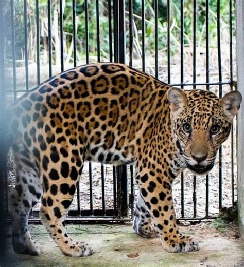 Filhote de onça pintada resgatado em MT após incêndios aguarda para ser