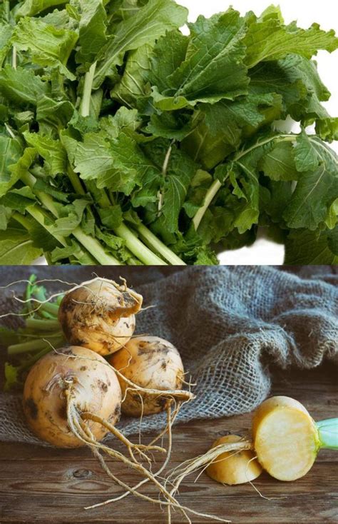 Turnip Greens A Powerhouse For Good Health Healthy Living Wellness