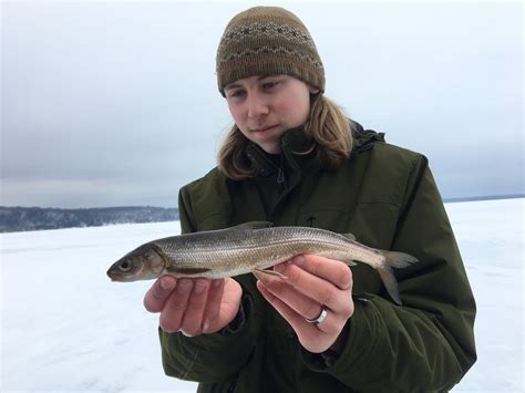 Whitefish, Round UpperMi roughangler | www.roughfish.com