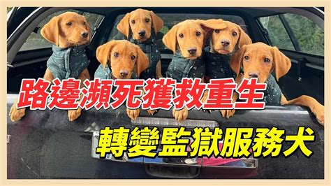 6狗寶寶路邊瀕死 獲救重生將變「監獄服務犬」 Youtube