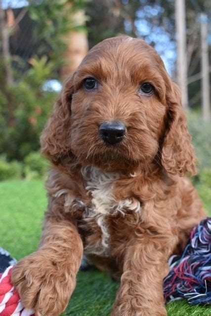 Spoodle Breed Information Puppy Information Banksia Park Puppies