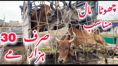 Kato Rates Update Malir Mandi Update Today Cow Mandi 2023 Malir