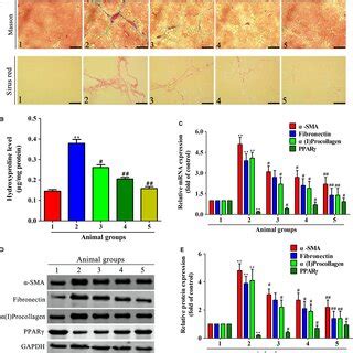 Celastrol Attenuated Ccl Induced Liver Fibrosis In Rats Rats Were