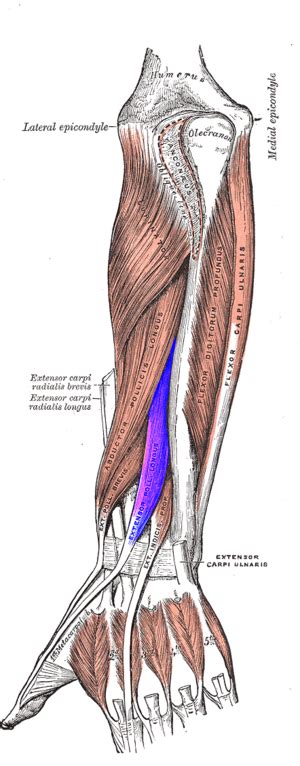 Extensor Tendon Injuries Of The Hand Physiopedia