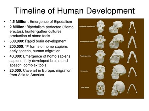 Ppt Human Origins And Early Human Societies Paleolithic To Neolithic