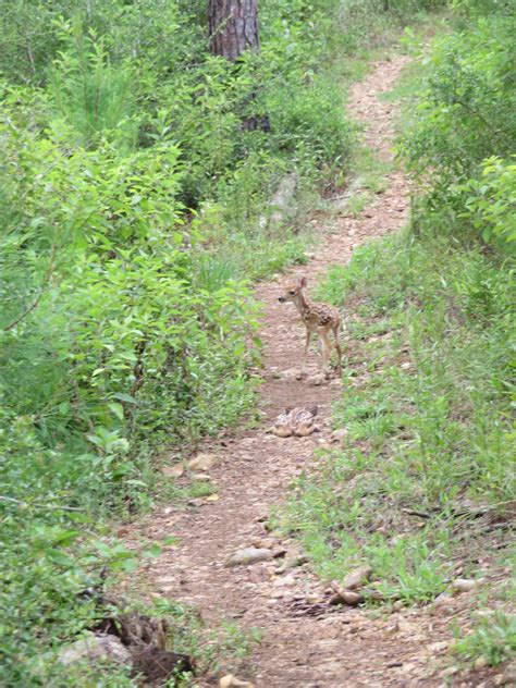 Fawn spots blend are working! : r/deer