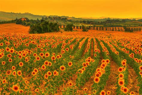 Sunflower Dream Photograph By Midori Chan Fine Art America