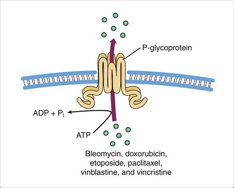 Antineoplastic And Immunomodulating Drugs Basicmedical Key