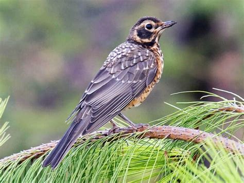 American Robin Celebrate Urban Birds