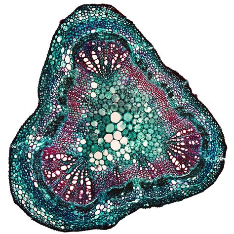 Soya Stem Cross Section Under Microscope By Thinkfromscratch Px