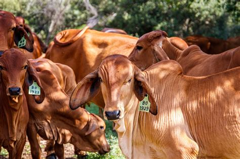 Colombia Podr Exportar Carne Bovina A El Salvador