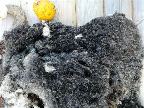 Herdwick Raw Fleece Spinning Wool Herdwick Felted Weaving Etsy