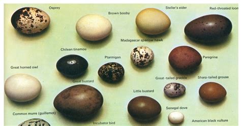 bird egg identification