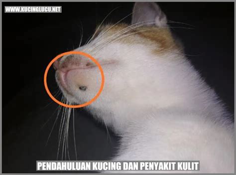 Kucing Dan Penyakit Kulit Kajian Mendalam Mengenai Masalah Kulit Yang