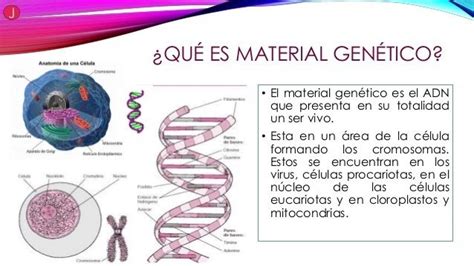 Que Es El Material Genetico Hot Sex Picture