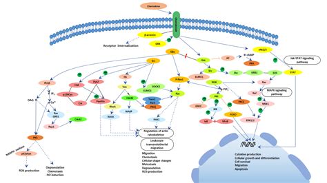 趋化因子信号通路Chemokine signaling pathway 武汉华美生物