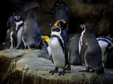 Humboldt Penguins Wilder Institutecalgary Zoo