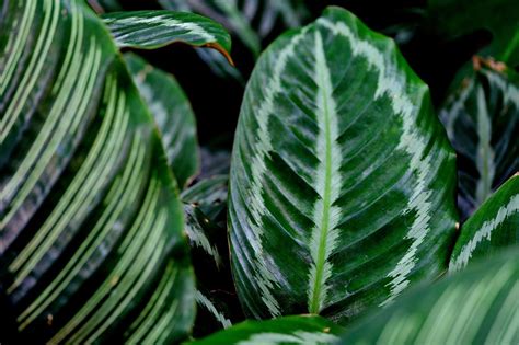 A Complete Guide To Growing The Rattlesnake Plant Rowe Organic