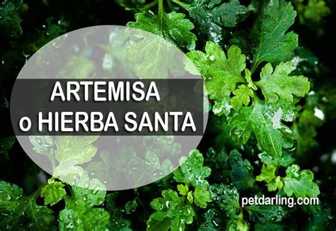 ARTEMISA PLANTA PARA QUE SIRVE Y COMO SE USA