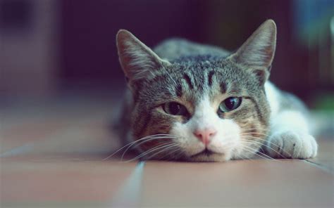 Sad Cat Wallpapers - Top Free Sad Cat Backgrounds - WallpaperAccess