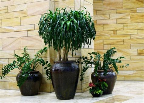 Indoor Plants for Offices, Lobbies, and Homes - Phoenix -Scottsdale