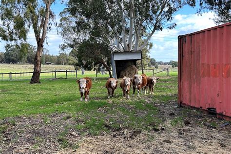 Miniature Herefords cattle breeders under the pump…