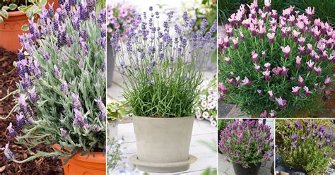 41 Best Types of Lavender | Lavender Varieties