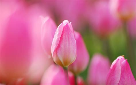 Rosa Tulpen Hintergrundbilder Full Hd 4k