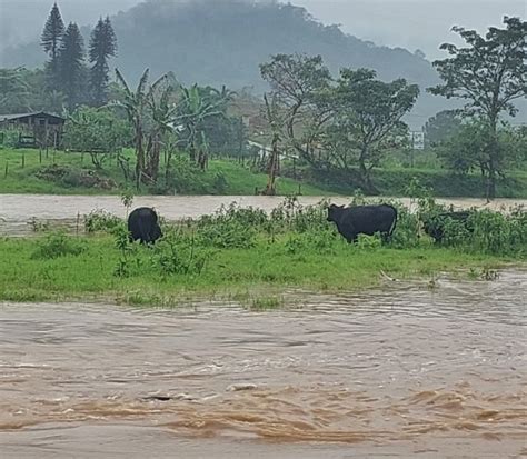 Vídeo Vacas ficam ilhadas após nível do rio subir em Jaraguá do Sul